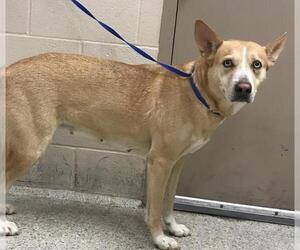 Labrador Retriever Dogs for adoption in Conroe, TX, USA