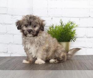 Zuchon Puppy for Sale in RED LION, Pennsylvania USA