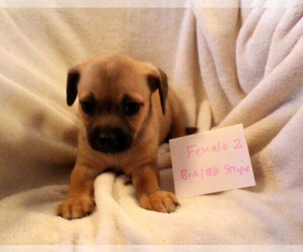 Medium Photo #4 Chihuahua Puppy For Sale in Imperial Beach, CA, USA