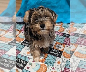 Yorkshire Terrier Puppy for Sale in MILLBROOK, Alabama USA