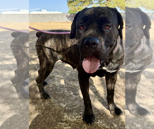 Medium Photo #2 Mutt Puppy For Sale in Goodyear, AZ, USA