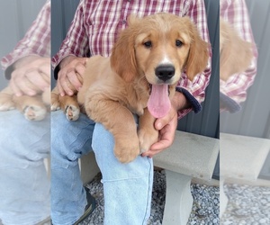 Golden Retriever Puppy for sale in APPLE CREEK, OH, USA