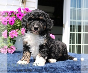Bernedoodle (Miniature) Puppy for sale in LANCASTER, PA, USA