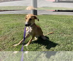 HASHBROWN - Female Mutt Dog for Adoption - Small photo