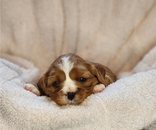 Medium Photo #4 Cavalier King Charles Spaniel Puppy For Sale in ALTON, NH, USA