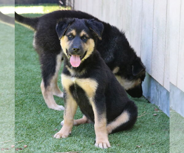 Medium Photo #4 German Shepherd Dog-Unknown Mix Puppy For Sale in San Diego, CA, USA