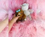Small Poodle (Toy)
