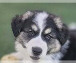 Small #1 Aussie Pyrenees