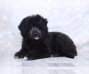 Aussie-Poo Puppy for sale in MARIETTA, GA, USA