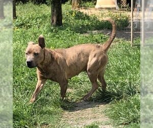 American Staffordshire Terrier-Unknown Mix Dogs for adoption in Tracy City, TN, USA