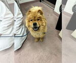Small #2 Chow Chow