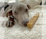 Small #7 Mutt