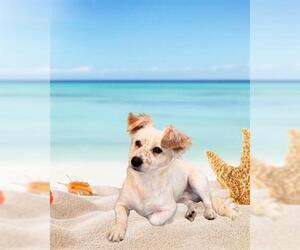 Mutt Dogs for adoption in San Martin, CA, USA