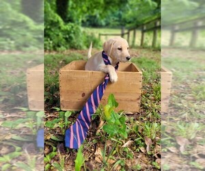 Labrador Retriever Puppy for Sale in HOMER, Georgia USA