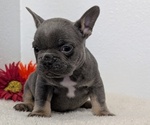 Small Photo #48 French Bulldog Puppy For Sale in GOSHEN, IN, USA