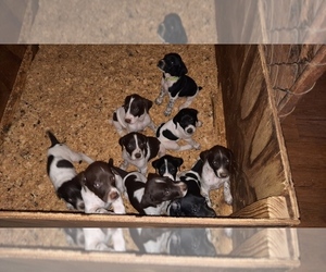 German Shorthaired Pointer Puppy for sale in MILTON, FL, USA