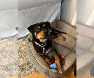 Dixby Daxby (TX) - Male Rottweiler-Unknown Mix Dog for Adoption - Photo #2