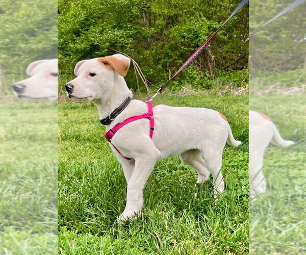 Medium Photo #2 Labrador Retriever-Unknown Mix Puppy For Sale in Lawrenceville, NJ, USA