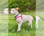 Small #1 Labrador Retriever Mix