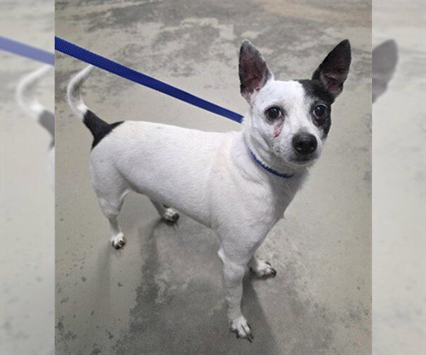 Medium Photo #1 Chihuahua-Unknown Mix Puppy For Sale in Tallahassee, FL, USA