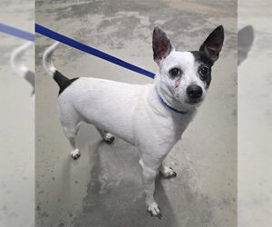 Chihuahua-Unknown Mix Dogs for adoption in Tallahassee, FL, USA