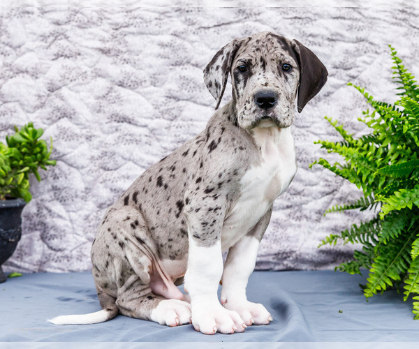 Medium Photo #9 Great Dane Puppy For Sale in WAKARUSA, IN, USA