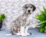 Small #8 Great Dane