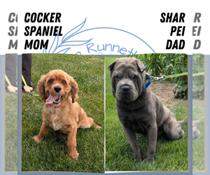 Father of the Cocker-Pei puppies born on 04/27/2025