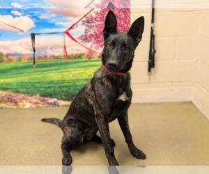 Dutch Shepherd -Unknown Mix Dogs for adoption in Moreno Valley, CA, USA