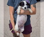 Small #3 Border Collie Mix