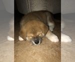 Small Photo #22 Akita Puppy For Sale in LA QUINTA, CA, USA