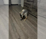 Small #9 Red Heeler Mix