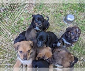 English Coonhound Puppy for sale in STRASBURG, VA, USA