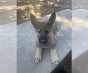 German Shepherd Dog Puppy for sale in VISTA, CA, USA