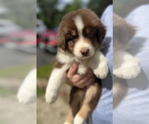 Australian Shepherd Puppy for Sale in ROCHESTER, New Hampshire USA