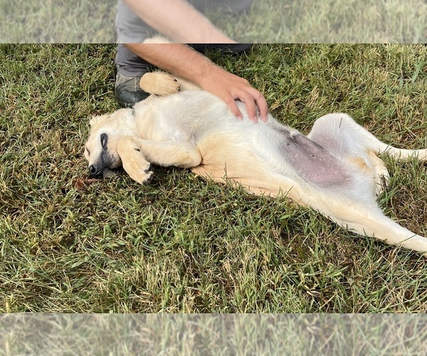 Medium Photo #4 Golden Retriever Puppy For Sale in AUSTIN, KY, USA