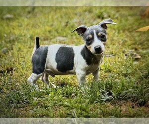 Teddy Roosevelt Terrier Puppy for sale in CUMMING, GA, USA