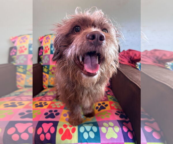 Medium Photo #3 Poodle (Miniature)-Unknown Mix Puppy For Sale in Pacolet, SC, USA