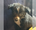 Small #1 Border Collie