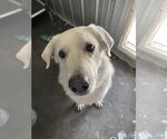 Small #6 Akbash-Great Pyrenees Mix