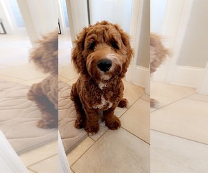 Goldendoodle (Miniature) Puppy for sale in SUMMERVILLE, SC, USA