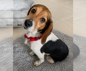 Beagle Dogs for adoption in Dunnellon, FL, USA