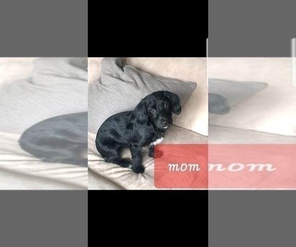 Medium Photo #6 YorkiePoo Puppy For Sale in SALT LAKE CITY, UT, USA