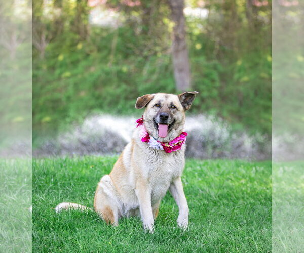 Medium Photo #15 German Shepherd Dog-Unknown Mix Puppy For Sale in Unionville, PA, USA