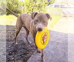 Small Labrador Retriever Mix