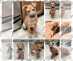 Mutt Dogs for adoption in Mesa, AZ, USA