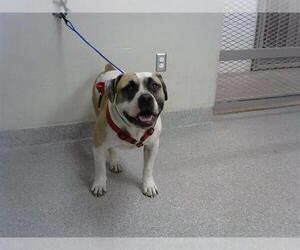 American Pit Bull Terrier Dogs for adoption in Pasadena, TX, USA