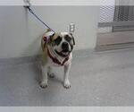 Small American Pit Bull Terrier