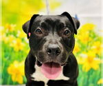 Small American Pit Bull Terrier