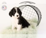 Small Photo #25 Saint Berdoodle Puppy For Sale in LEAVENWORTH, IN, USA